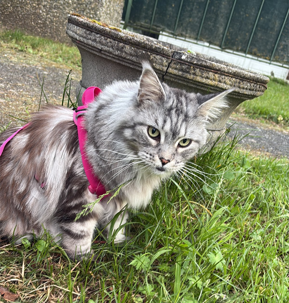 Chat Shasitter dans un jardin de la campagne genevoise
