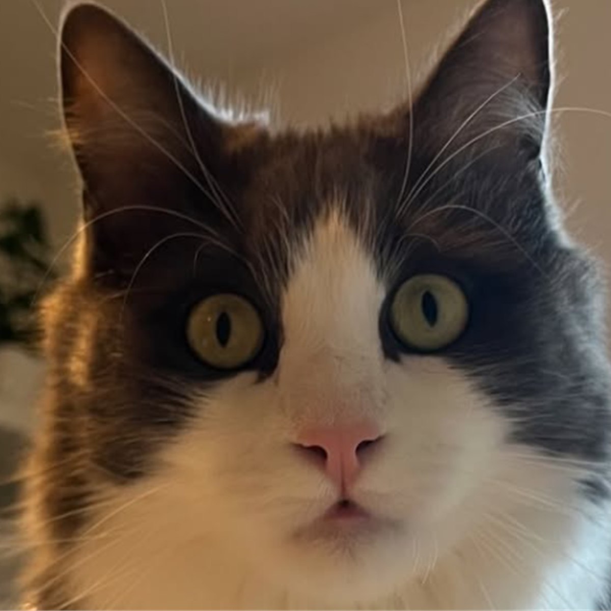 Paddington, chat suivi par Shasitter à domicile