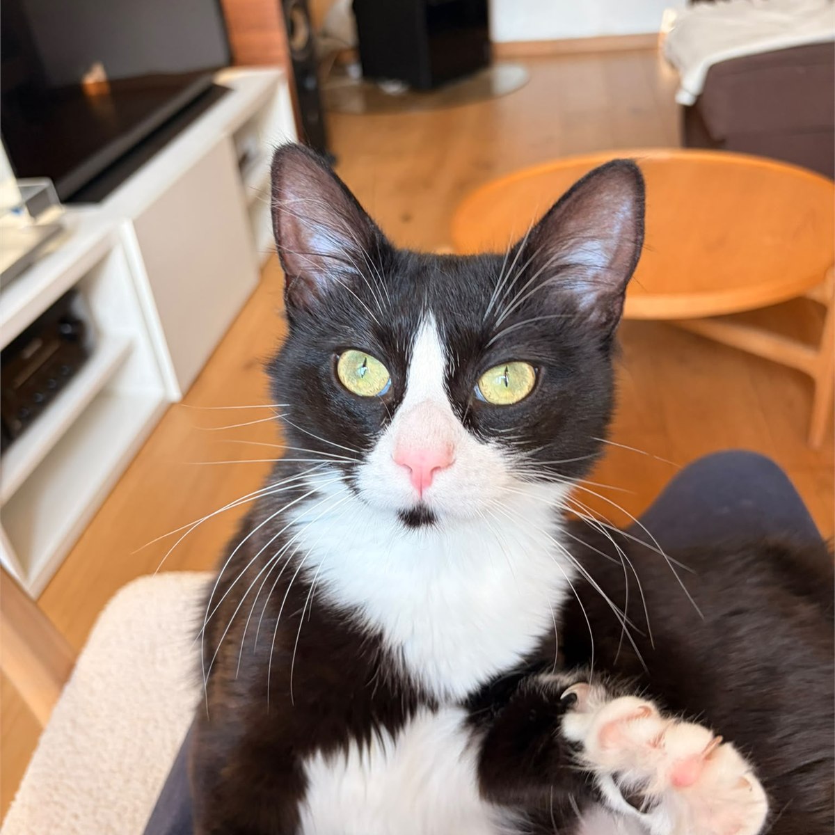 Abby, jeune chatte noire et blanche accompagnée par Shasitter