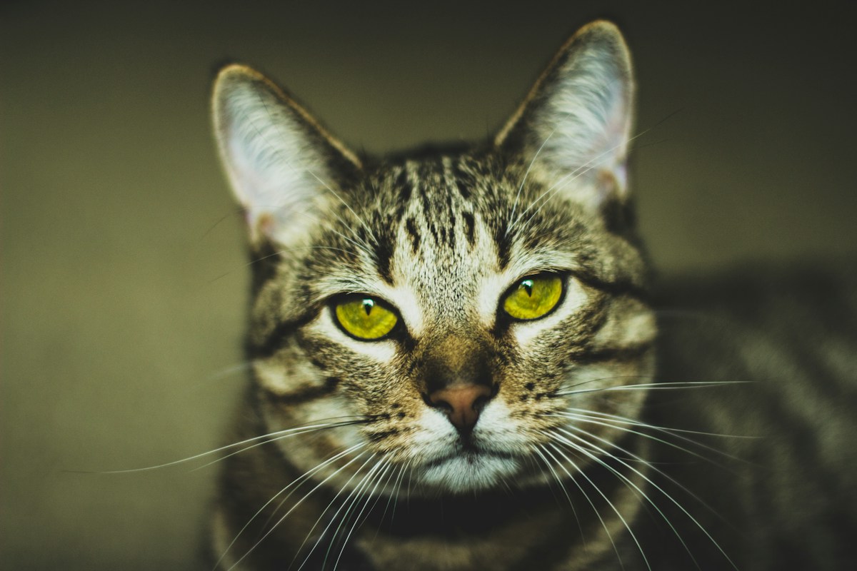 Chat tigré observateur accompagné par Shasitter