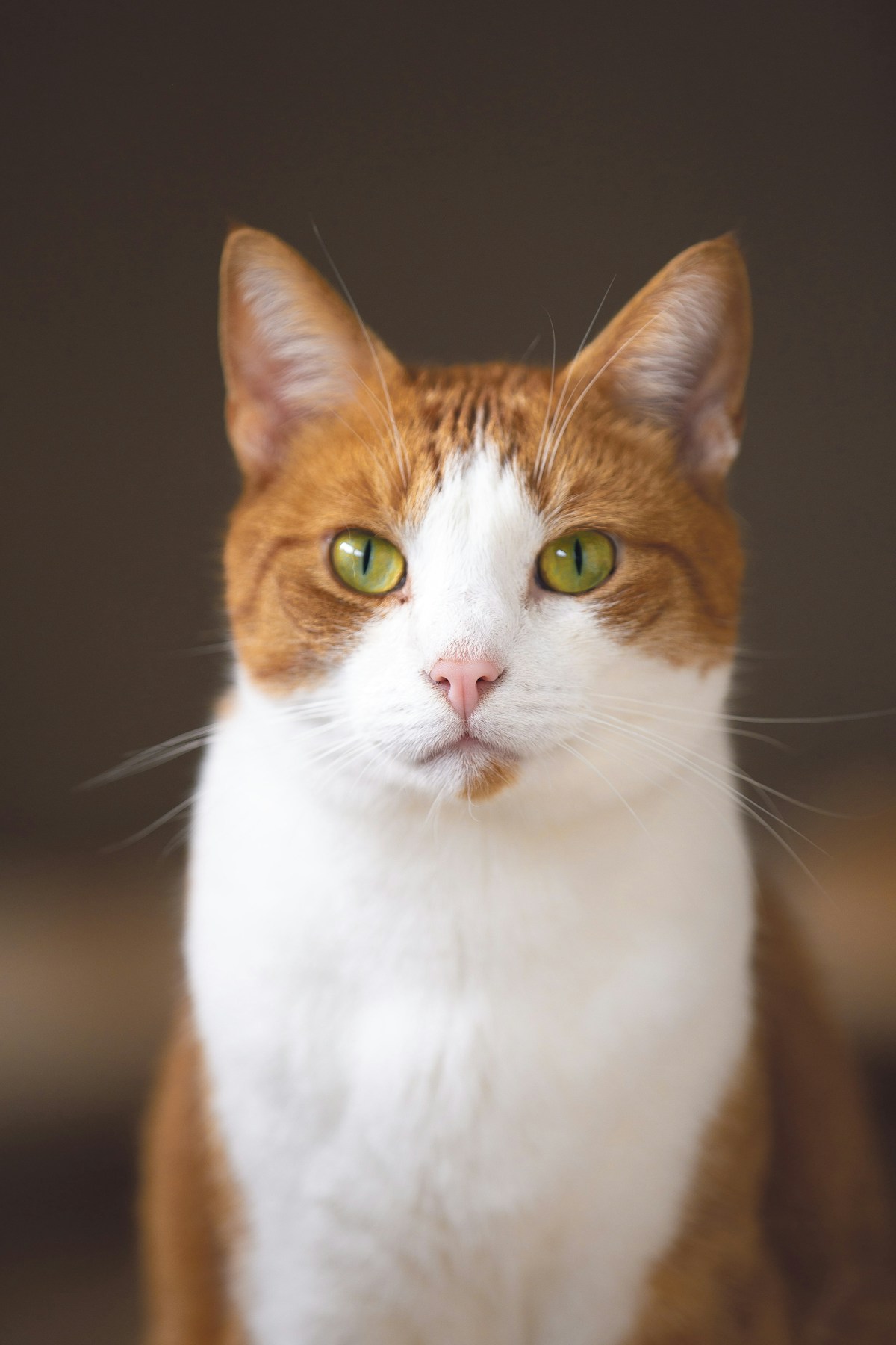 Chat roux et blanc accompagné par Shasitter