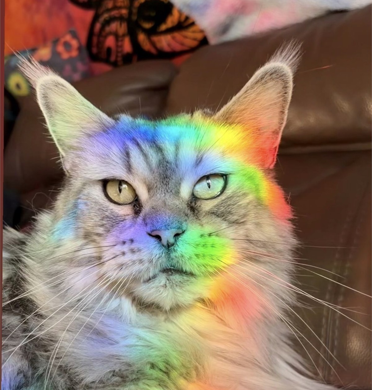 Chat installé à la maison avec une lumière colorée pendant une garde Shasitter