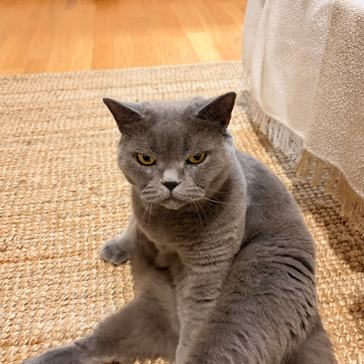 Lili, chatte grise suivie par Shasitter