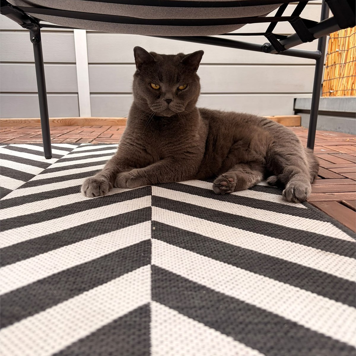 Ondine, chatte grise installée dans son environnement familier