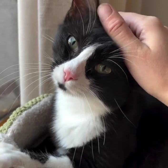 Abby, chat gardé par Shasitter