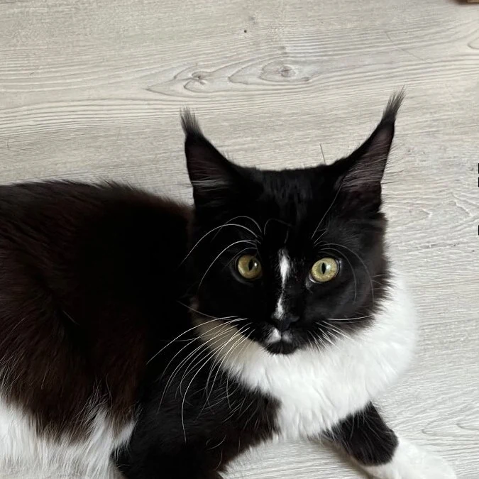 Alcapone, chat gardé par Shasitter