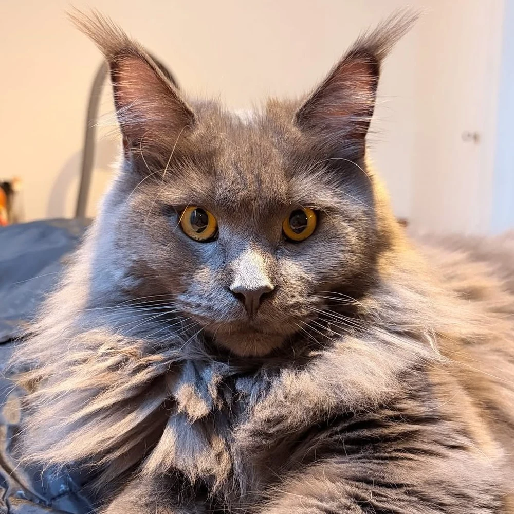 Ashalyn, chat gardé par Shasitter
