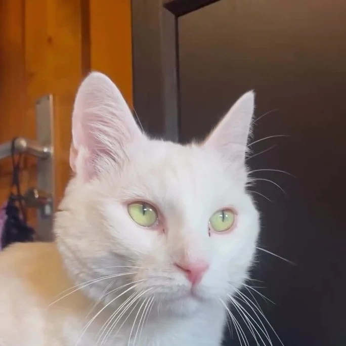 Blanc, chat gardé par Shasitter