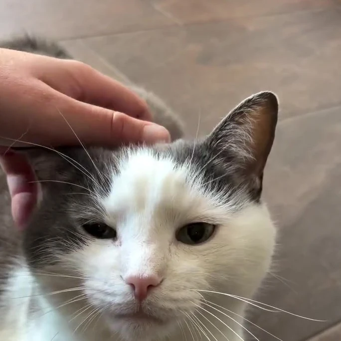 Bounty, chat gardé par Shasitter