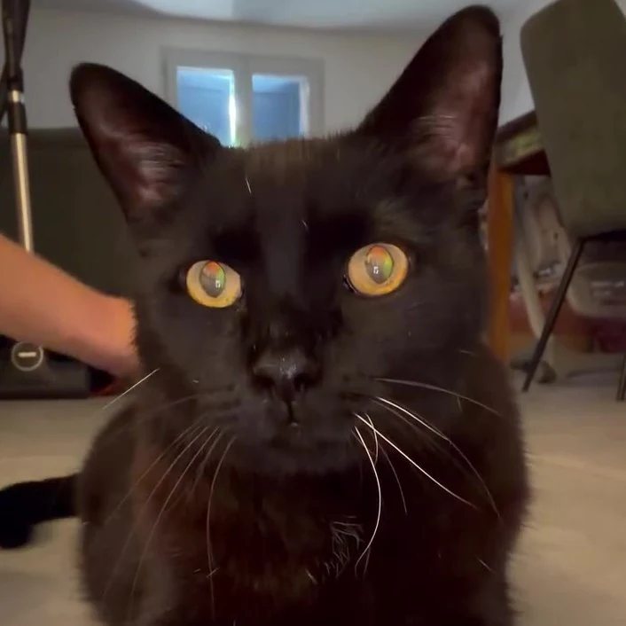 Chachou, chat gardé par Shasitter