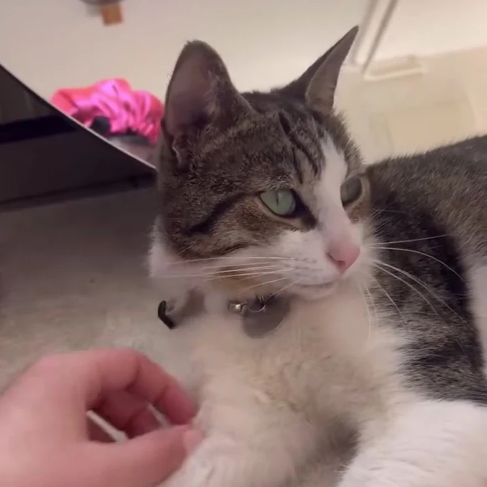Charlie, chat gardé par Shasitter