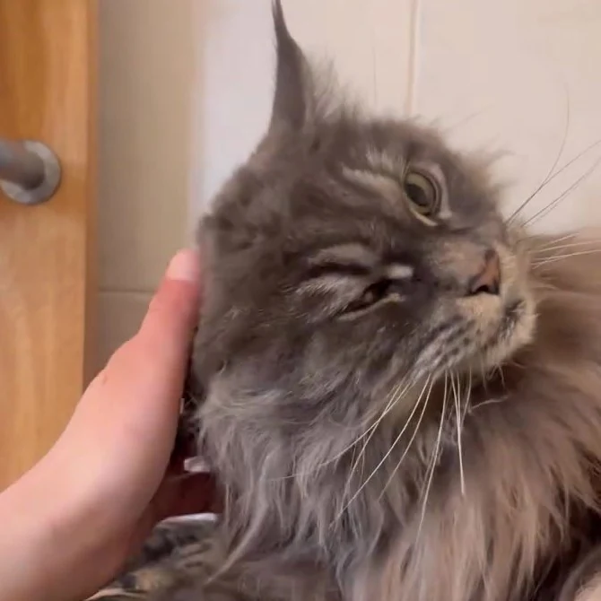 ChouChoup, chat gardé par Shasitter