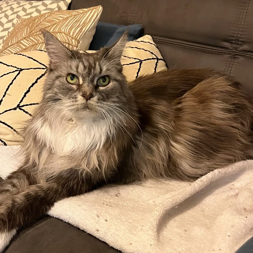 Jelly, chat gardé par Shasitter