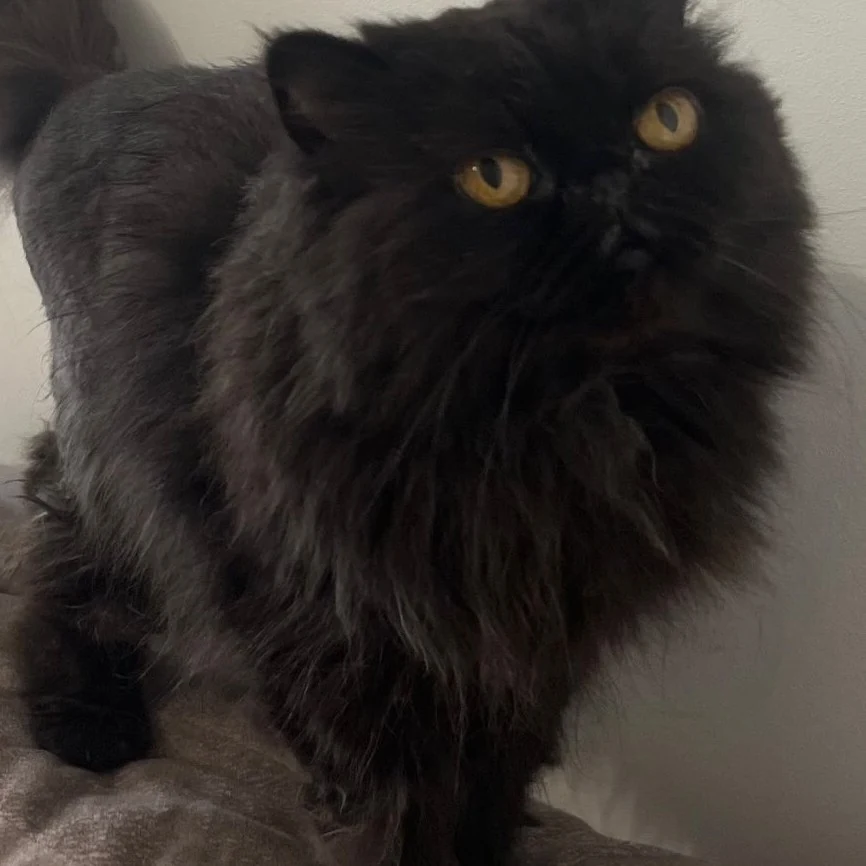 Kit, chat gardé par Shasitter