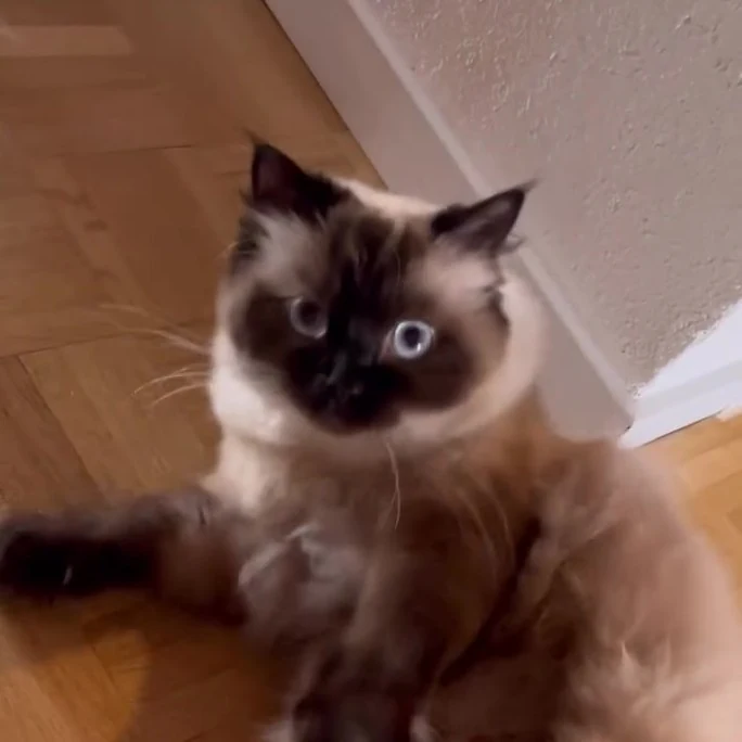 Matchat, chat gardé par Shasitter