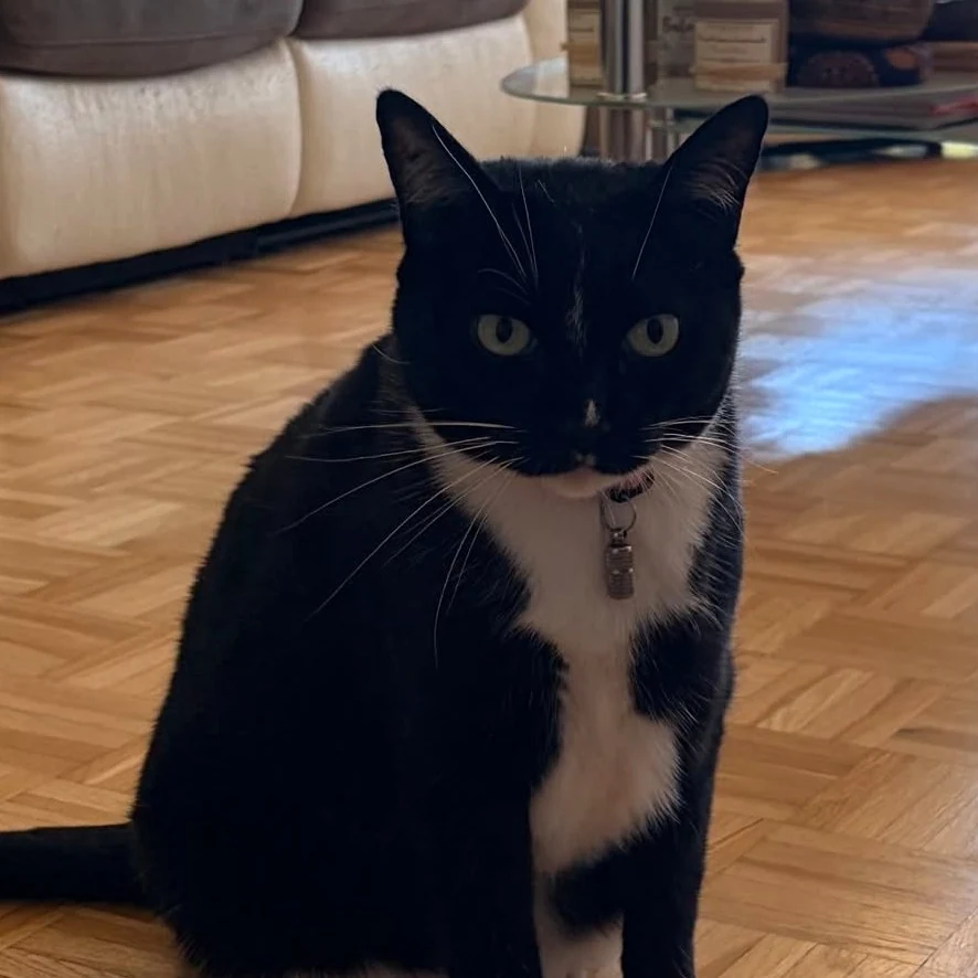 Mimi, chat gardé par Shasitter
