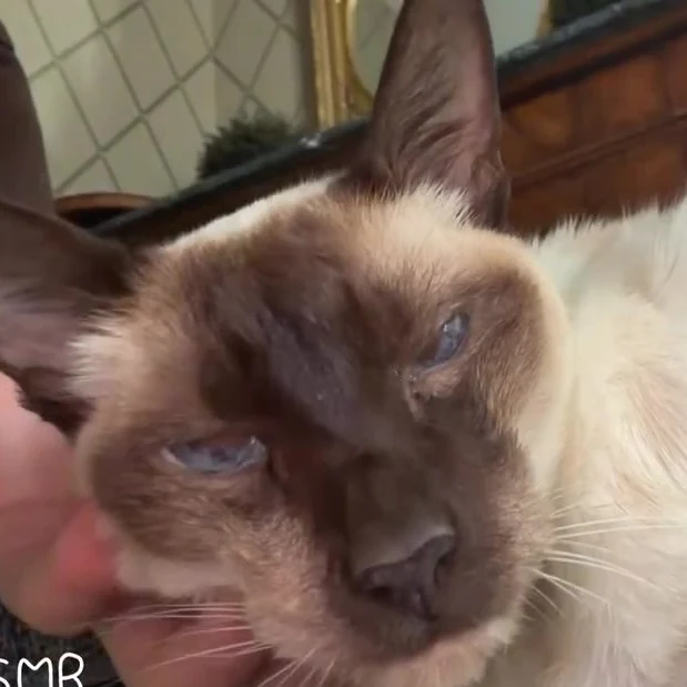 Monsieur Chat, chat gardé par Shasitter