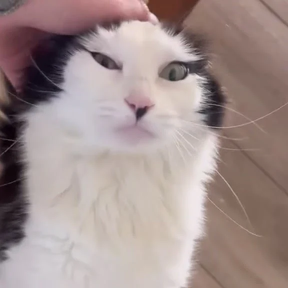 Moon, chat gardé par Shasitter
