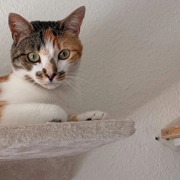 Nala, chat gardé par Shasitter