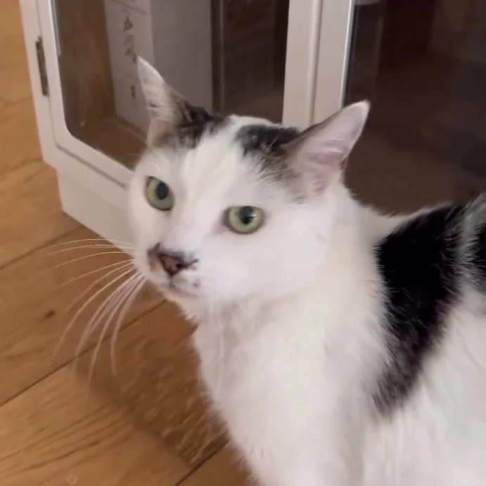 Nana, chat gardé par Shasitter