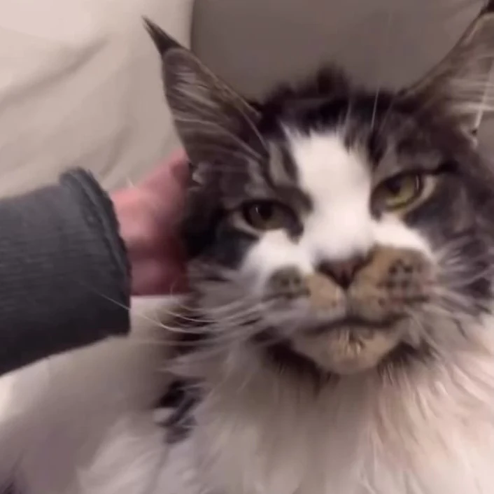 Nirvana, chat gardé par Shasitter
