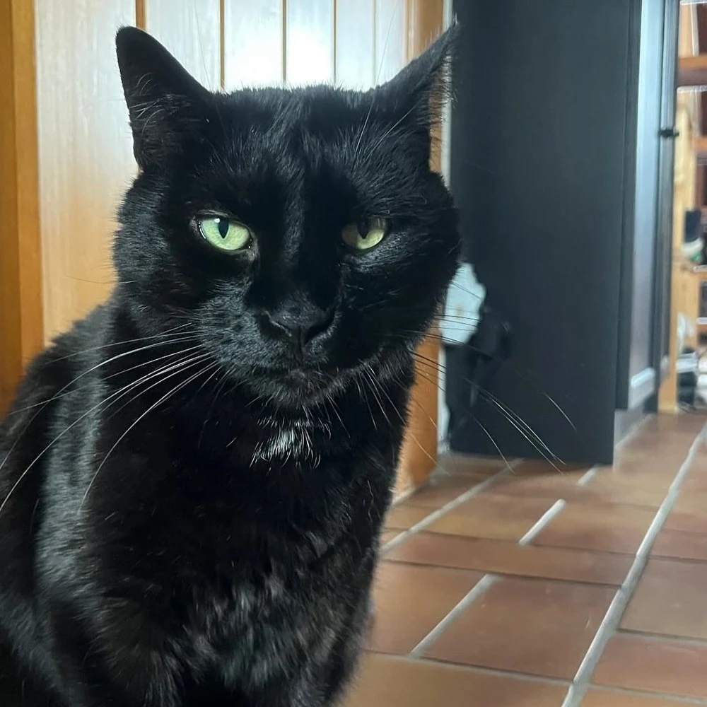 Noir, chat gardé par Shasitter