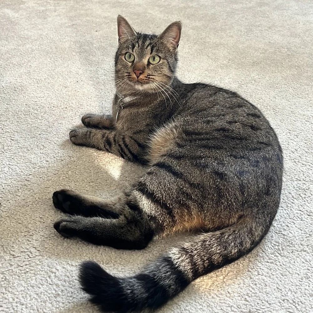 Oscar, chat gardé par Shasitter