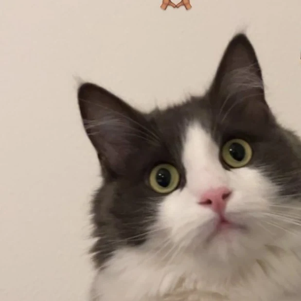 Paddington, chat gardé par Shasitter