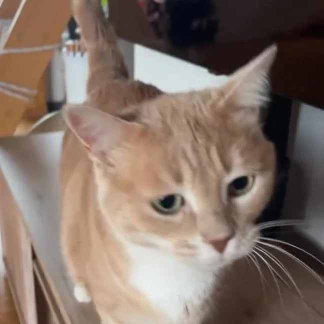 Sanka, chat gardé par Shasitter