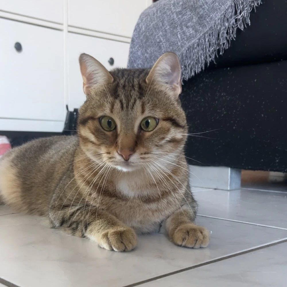 Simba, chat gardé par Shasitter