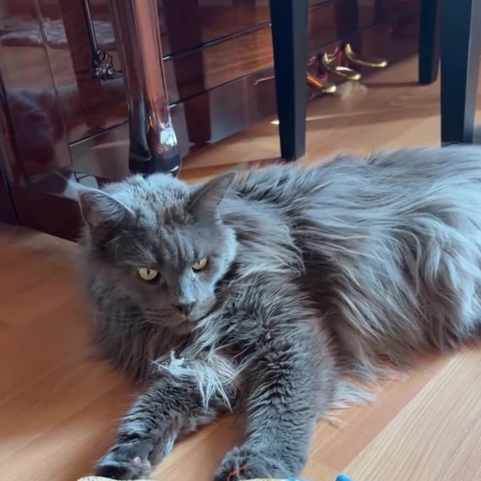 Stitch, chat gardé par Shasitter