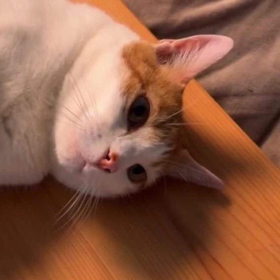 Ti’rou, chat gardé par Shasitter