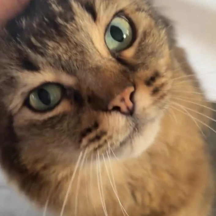 Tito, chat gardé par Shasitter