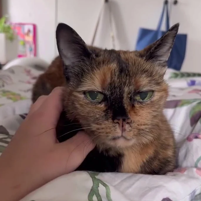 Warda, chat gardé par Shasitter
