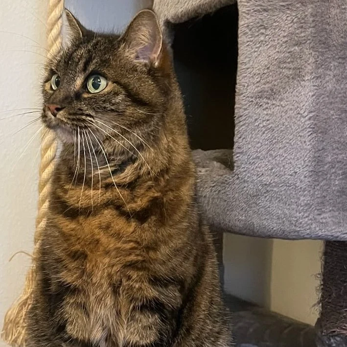 Whisper, chat gardé par Shasitter