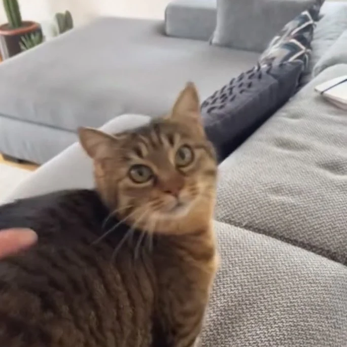 Zoé, chat gardé par Shasitter