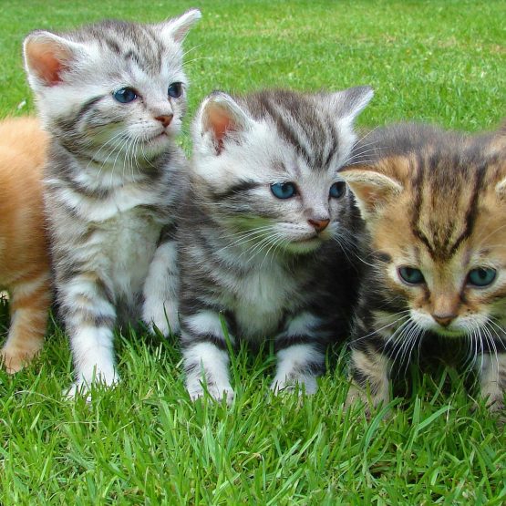 A group of five cute kittens exploring and playing on lush green grass outdoors.